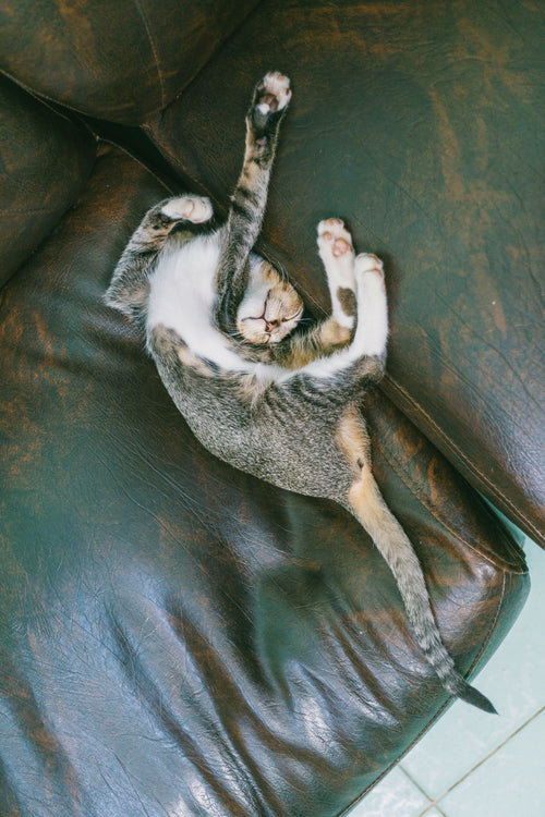 Customer photo of a happy pet