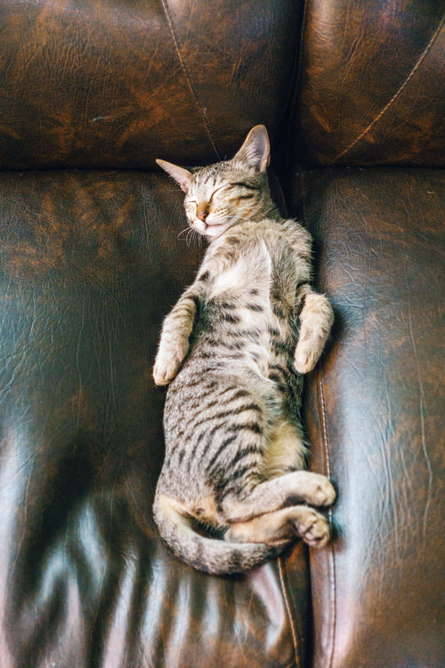 Customer photo of a happy pet