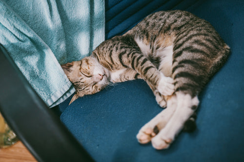 Customer photo of a happy pet